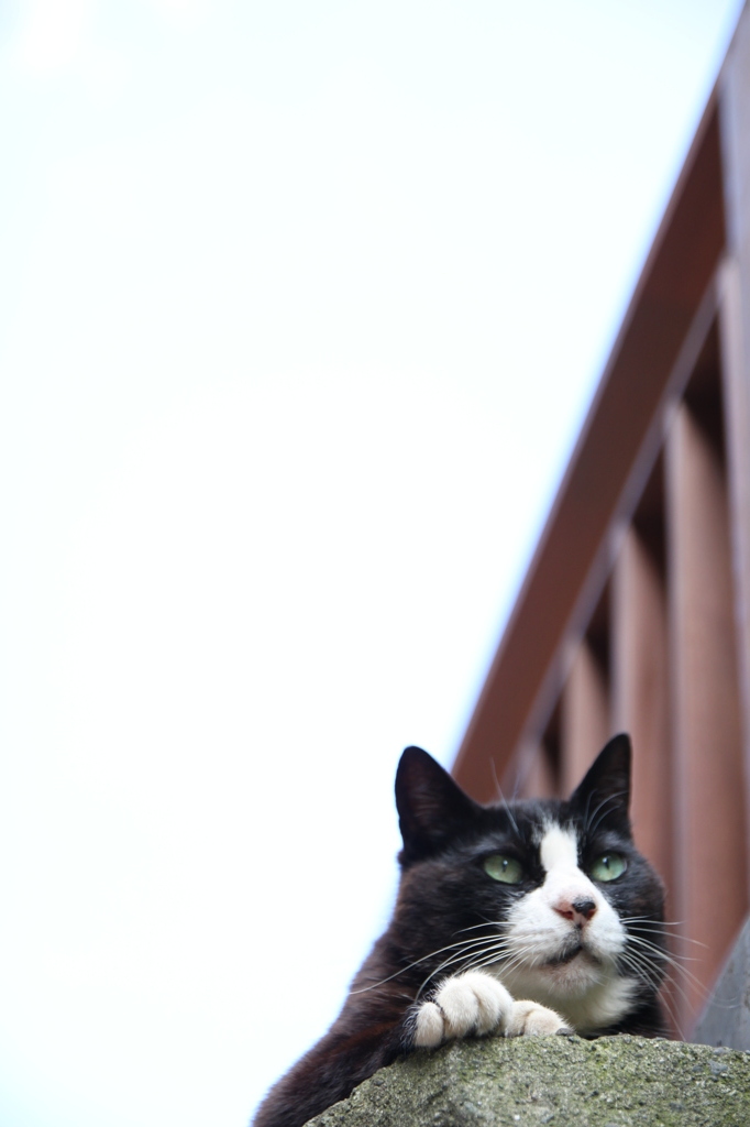 江ノ島猫013～見据える～
