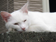 湘南猫004～警戒を完全に解除～