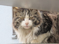 猫の目