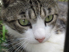 江ノ島猫010