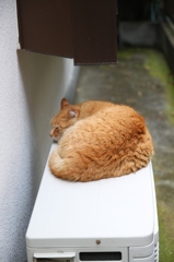 江ノ島猫011～室外機の支配者～