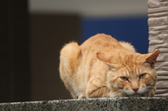 湘南猫006～ちからをためる～