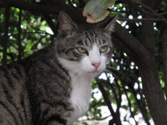 江ノ島猫002～凛～