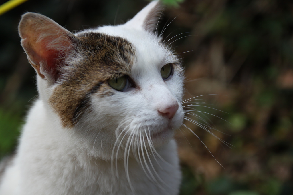 江ノ島猫014～ミケ～