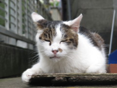 江ノ島猫001～眠い猫のネムい写真～