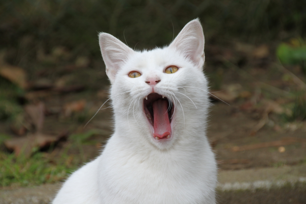 おおあくび