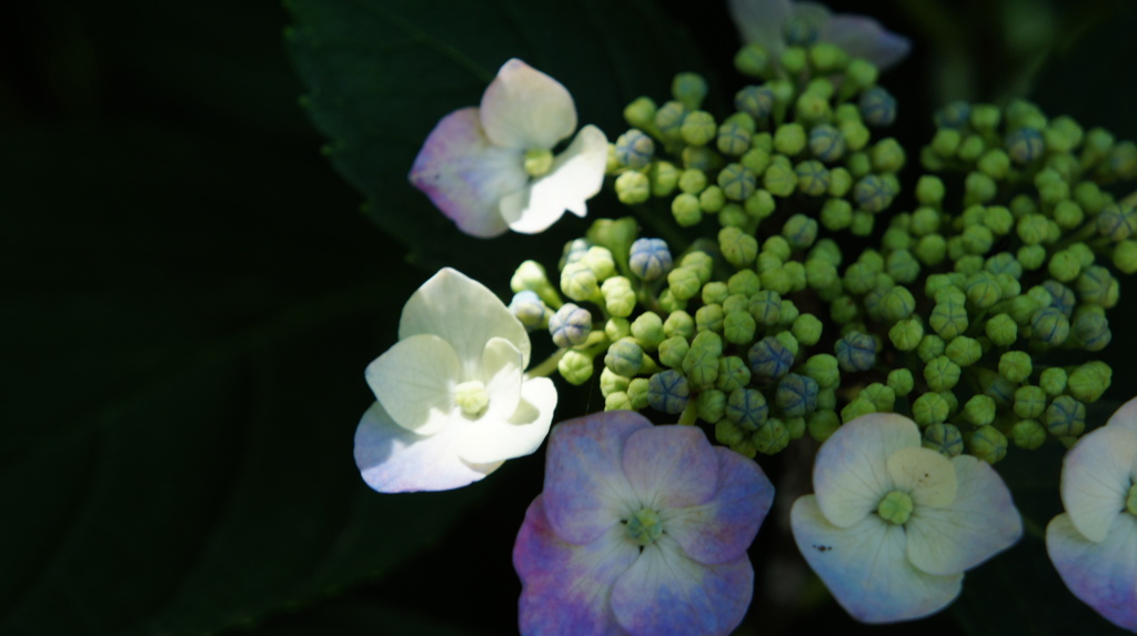 がくあじさい　Ⅲ