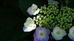 がくあじさい　Ⅲ