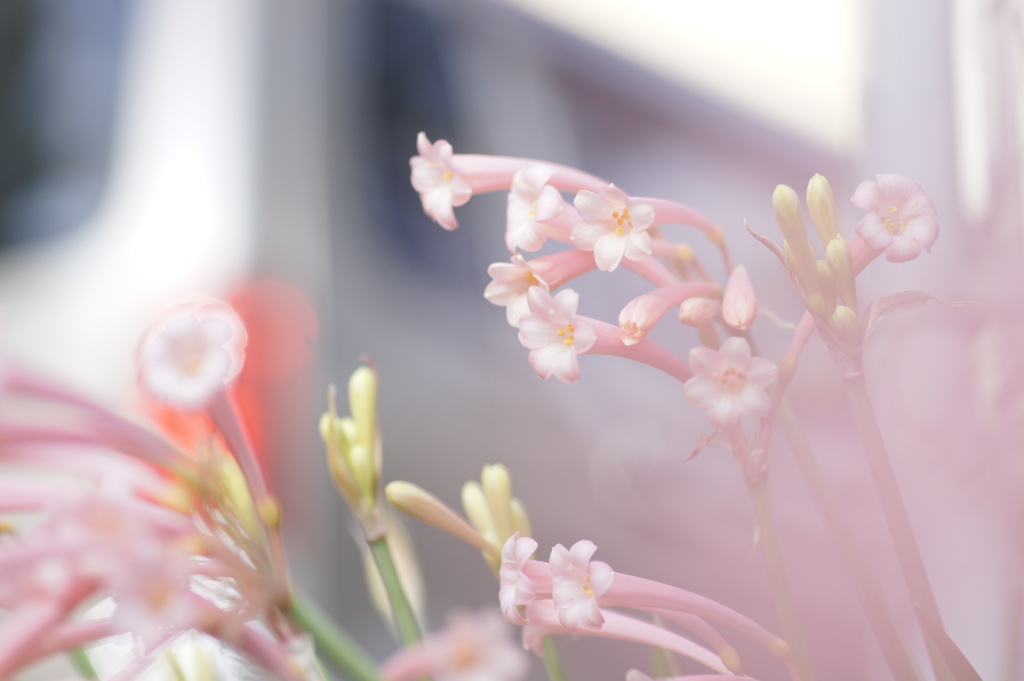 春のかおり