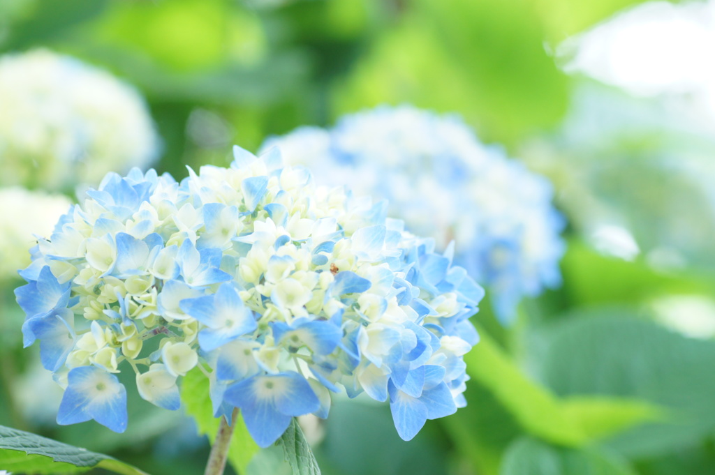 紫陽花Ⅲ