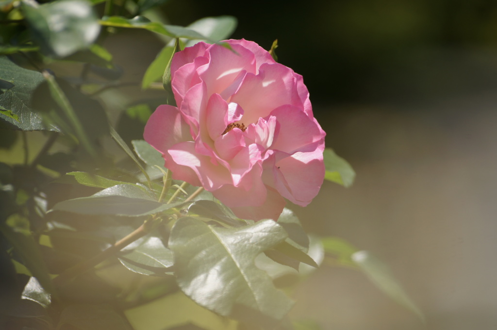 五月の薔薇