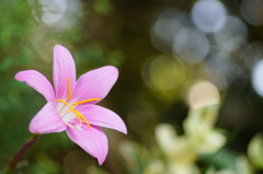 サフランもどき