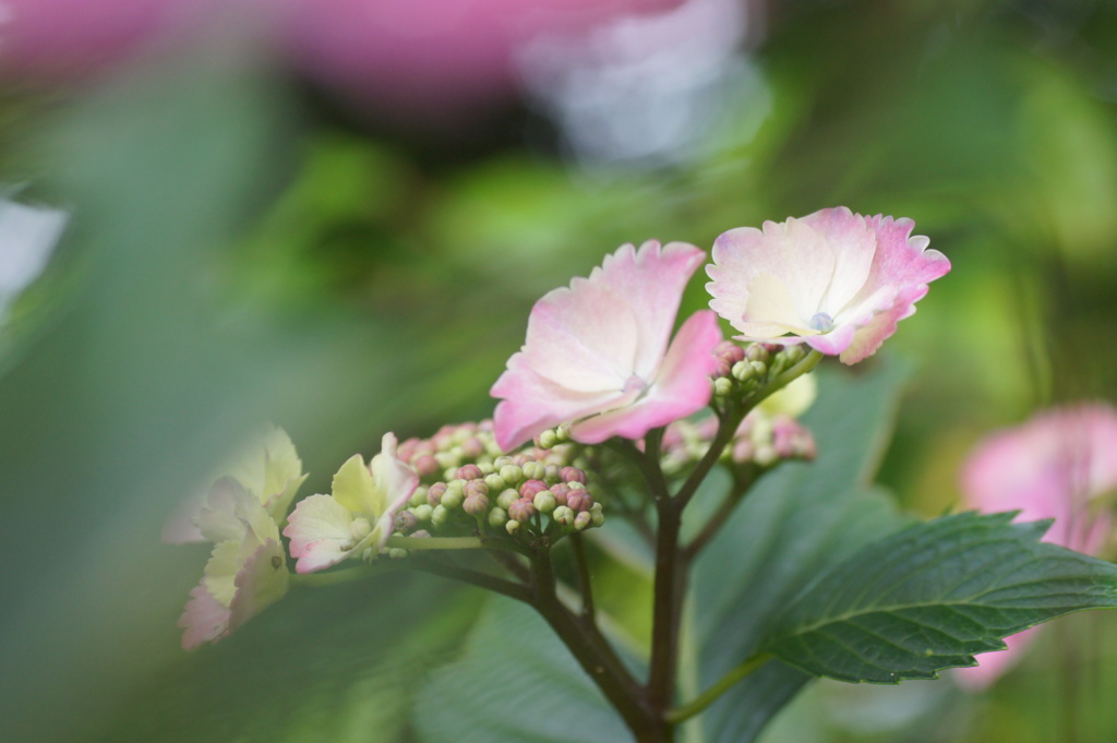 紫陽花