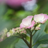 紫陽花