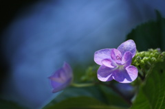 紫陽花Ⅴ