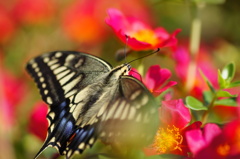 いただいてます