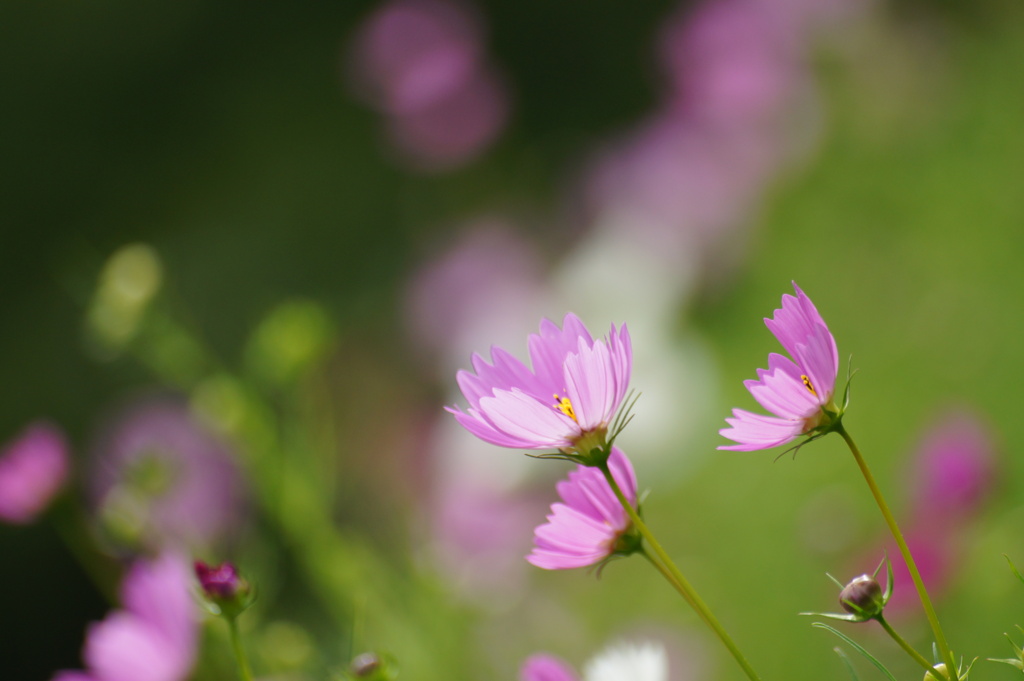 コスモス