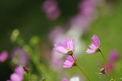 コスモス