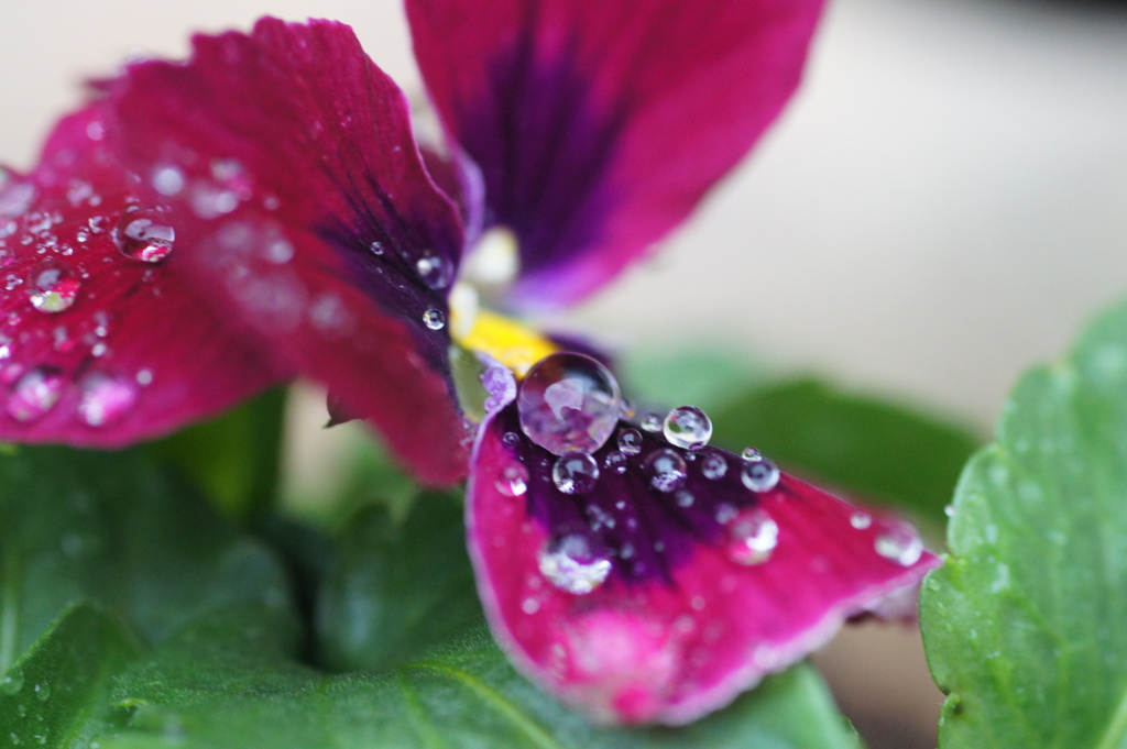 宝石と花　Ⅰ