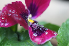 宝石と花　Ⅰ