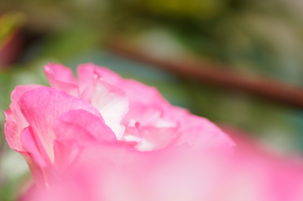 ピンクの薔薇