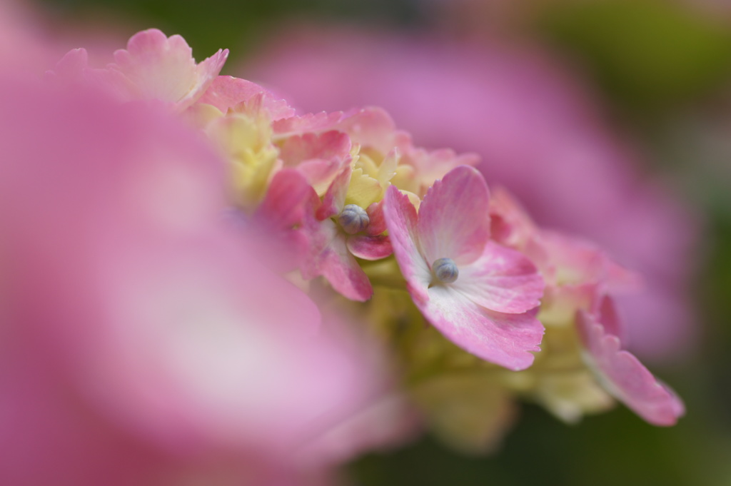 紫陽花の香り