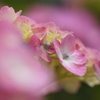 紫陽花の香り