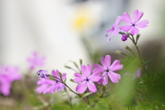 芝桜・咲く・・・