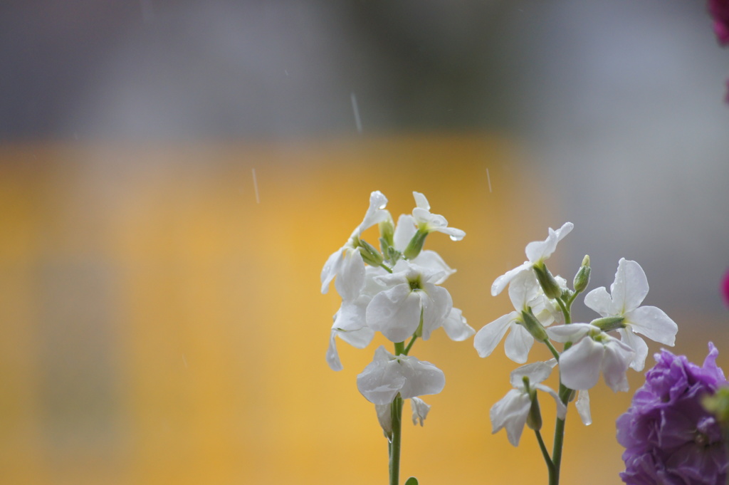 雨の休日