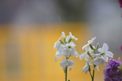 雨の休日