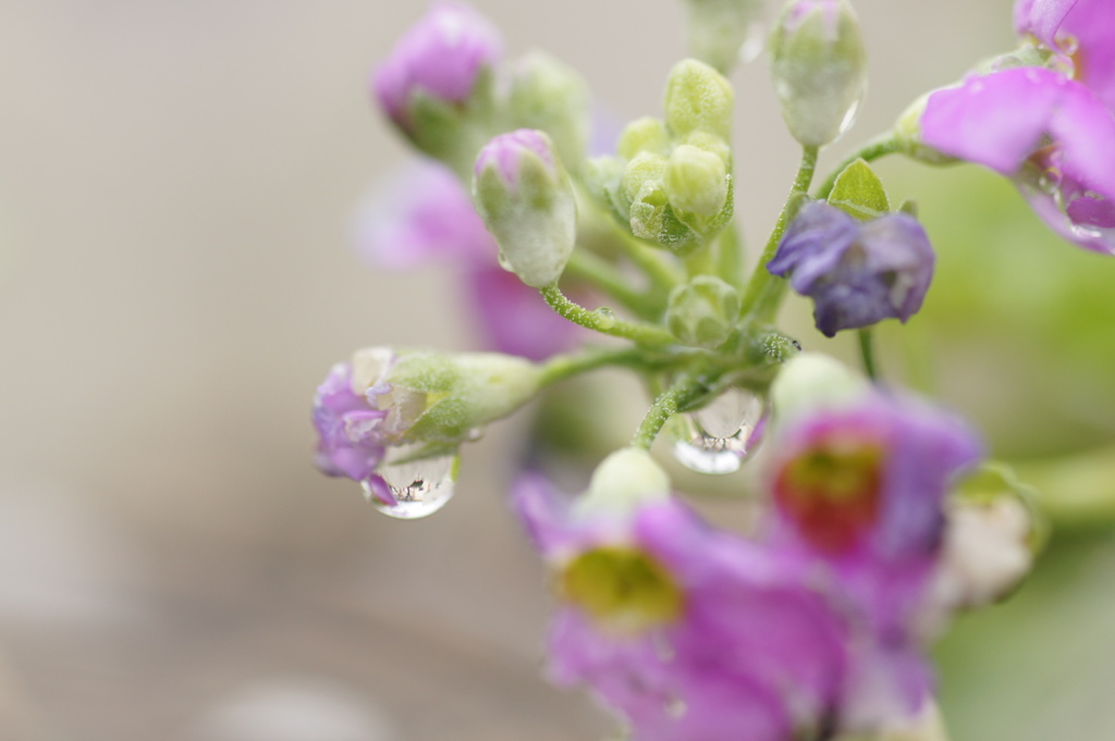 雨あがりⅠ
