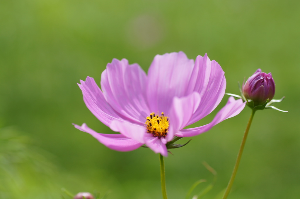 つぼみと秋桜