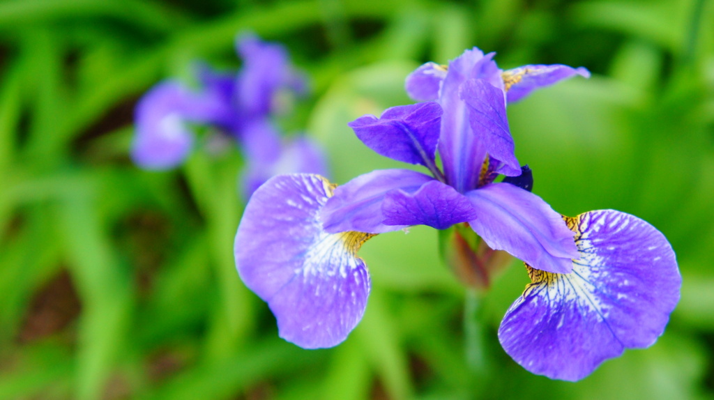 我が家のあやめ　4