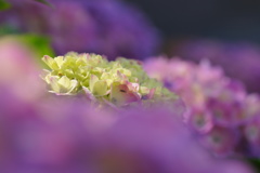 紫陽花