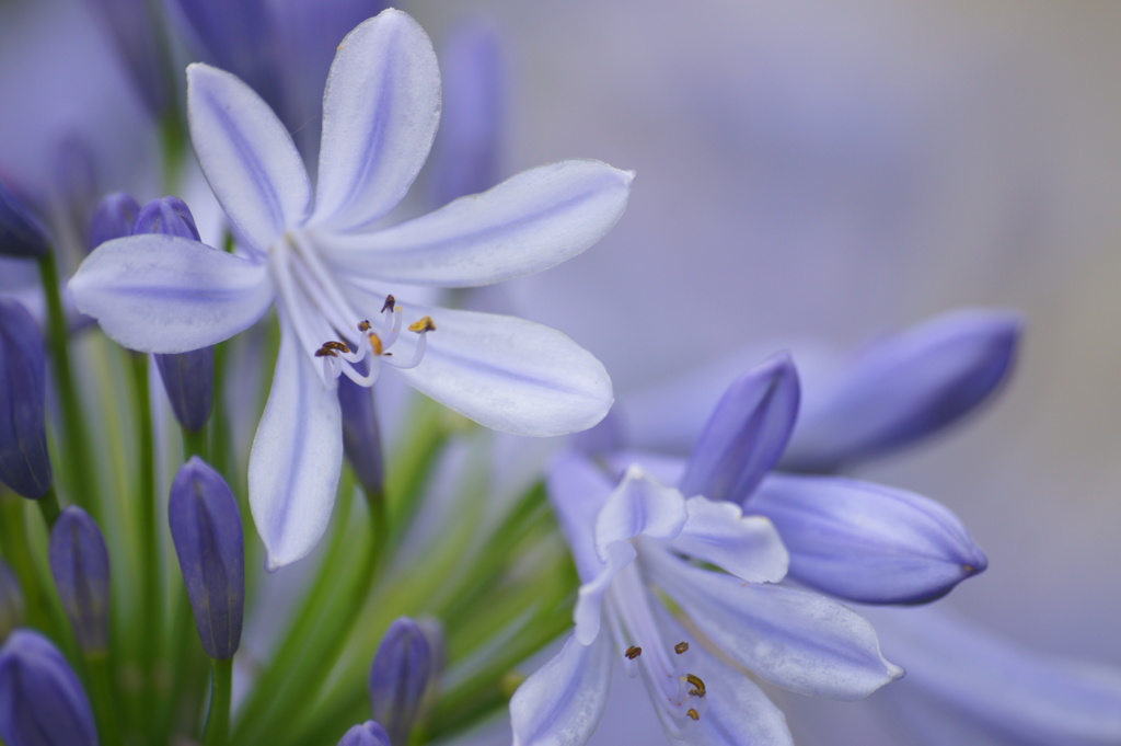 梅雨の晴れ間　Ⅳ