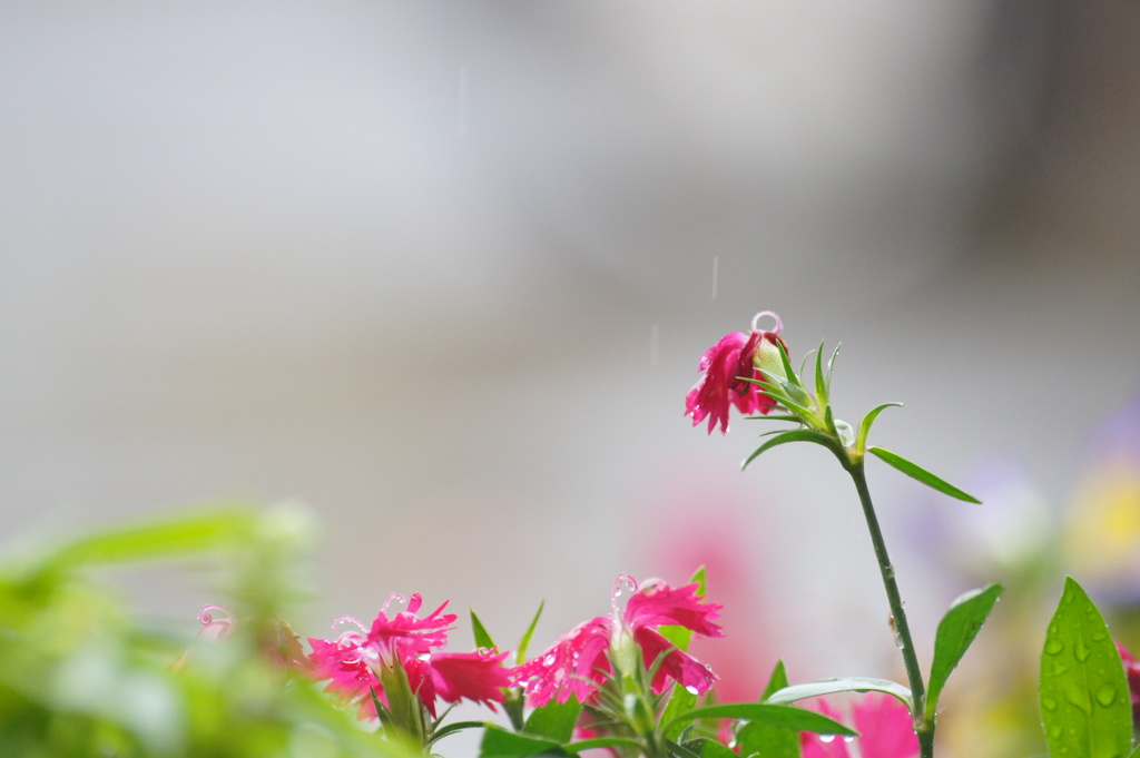 冷たい雨