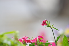 冷たい雨