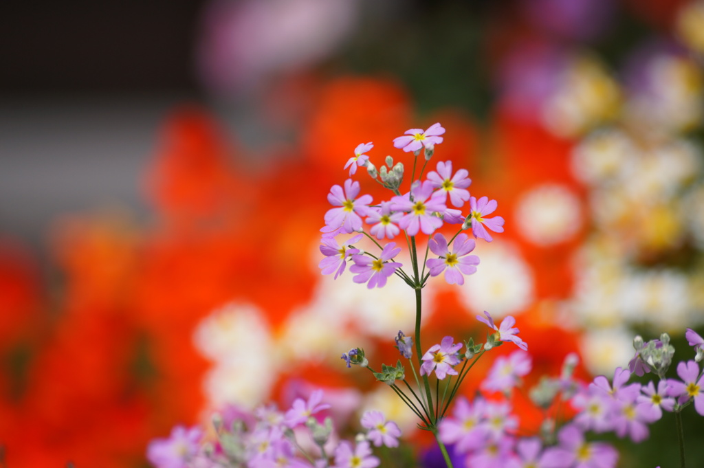 花にかこまれて