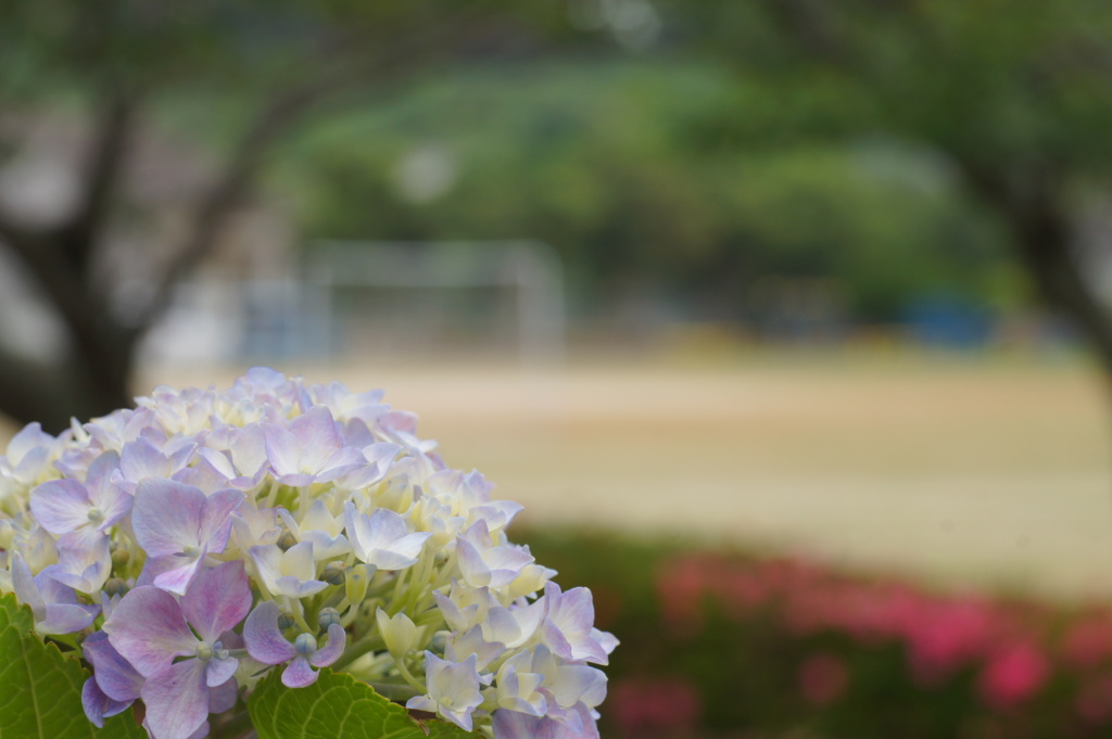紫陽花