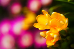 花にかこまれて