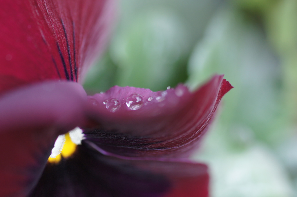 花びらに包まれて