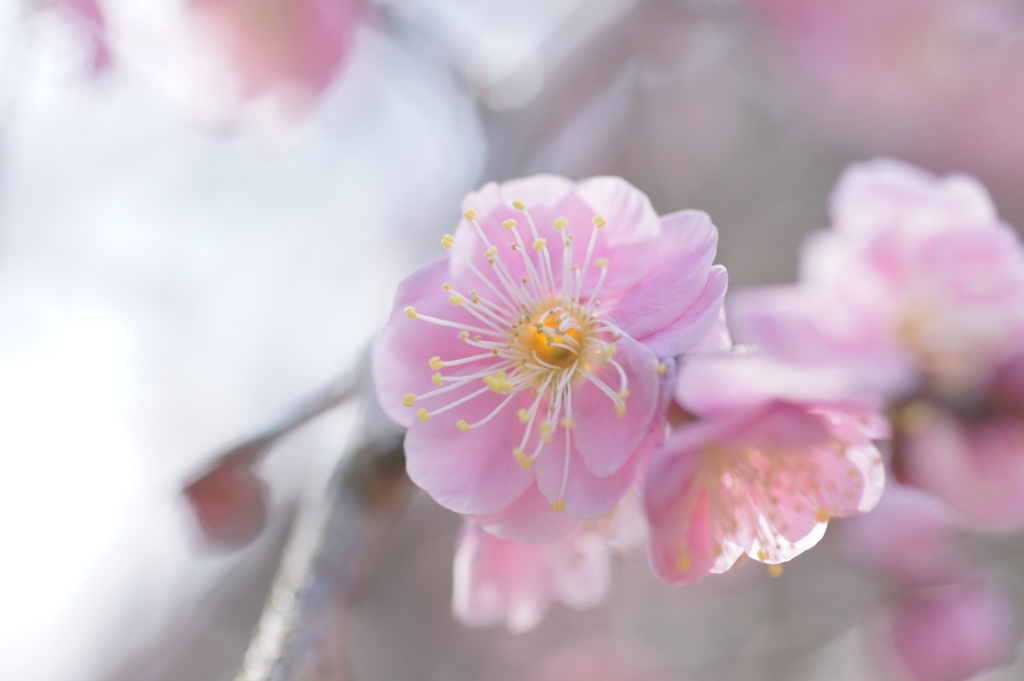 梅の花