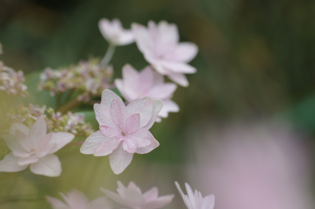 紫陽花