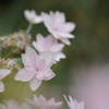 紫陽花