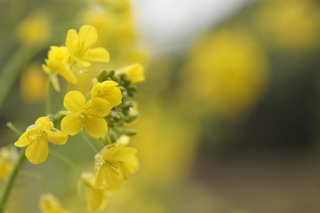 菜の花