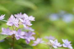 紫陽花Ⅱ