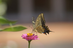 アゲハチョウ a