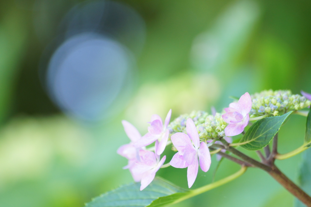 紫陽花Ⅳ