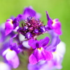 purple