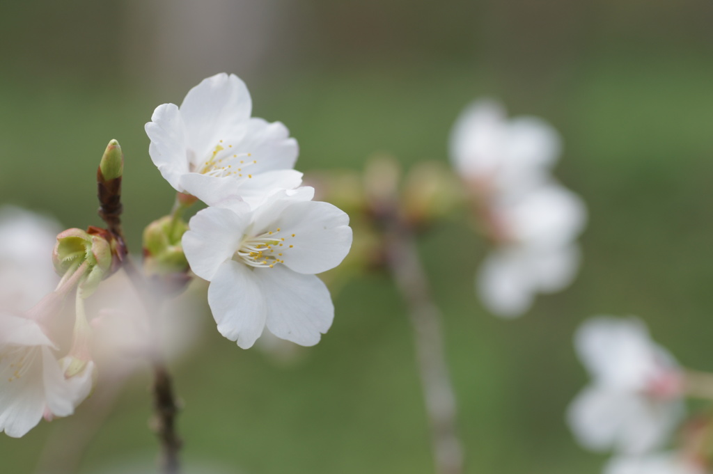 桜、開花